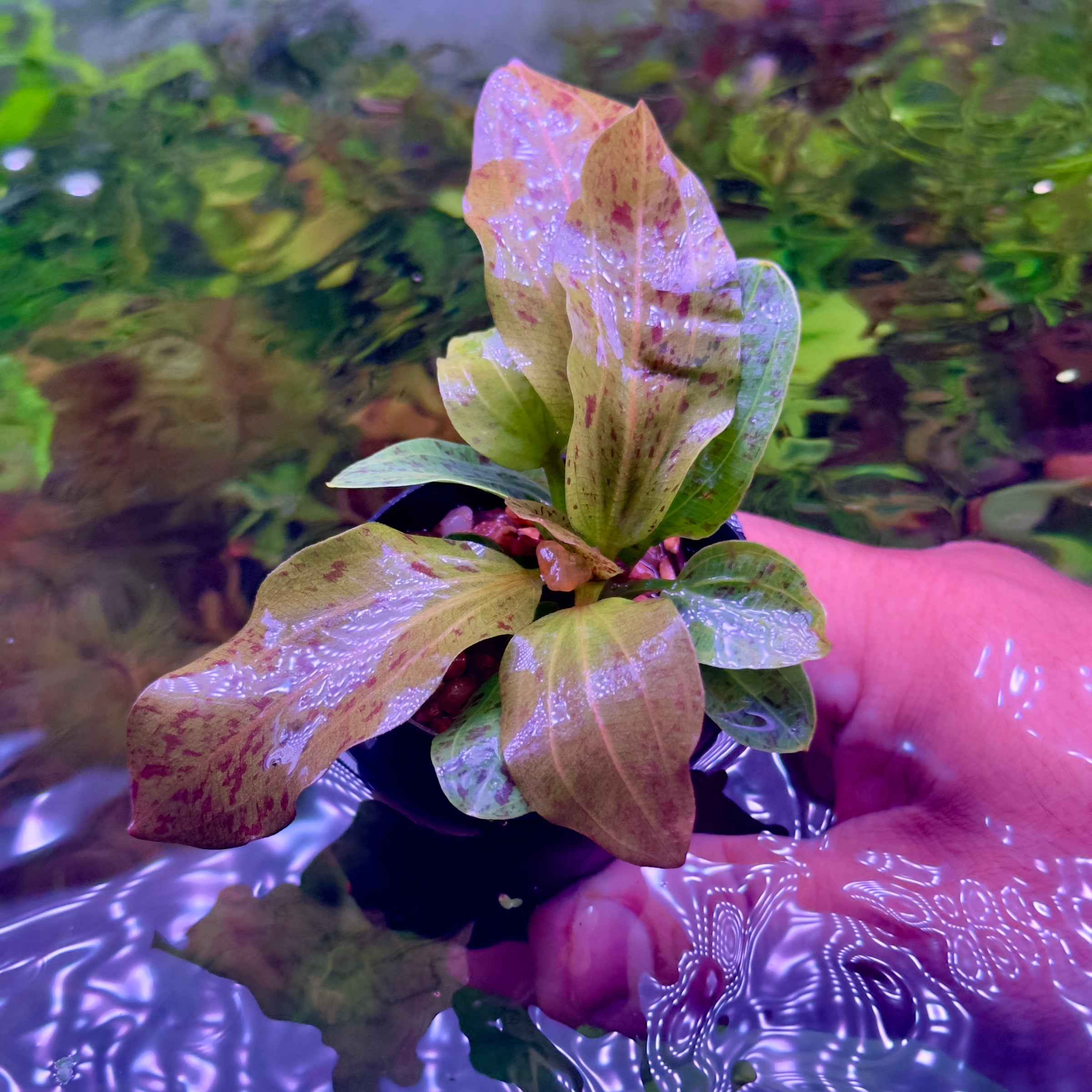 Bucephalandra sp. Pandora塊株・群生美株 一点物 Bucephalandra sp