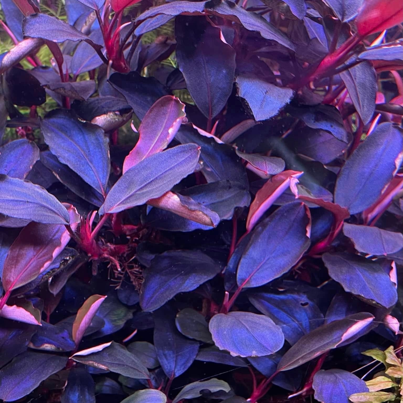 Bucephalandra sp. 'Pandora Queen' | Reopon Aqua