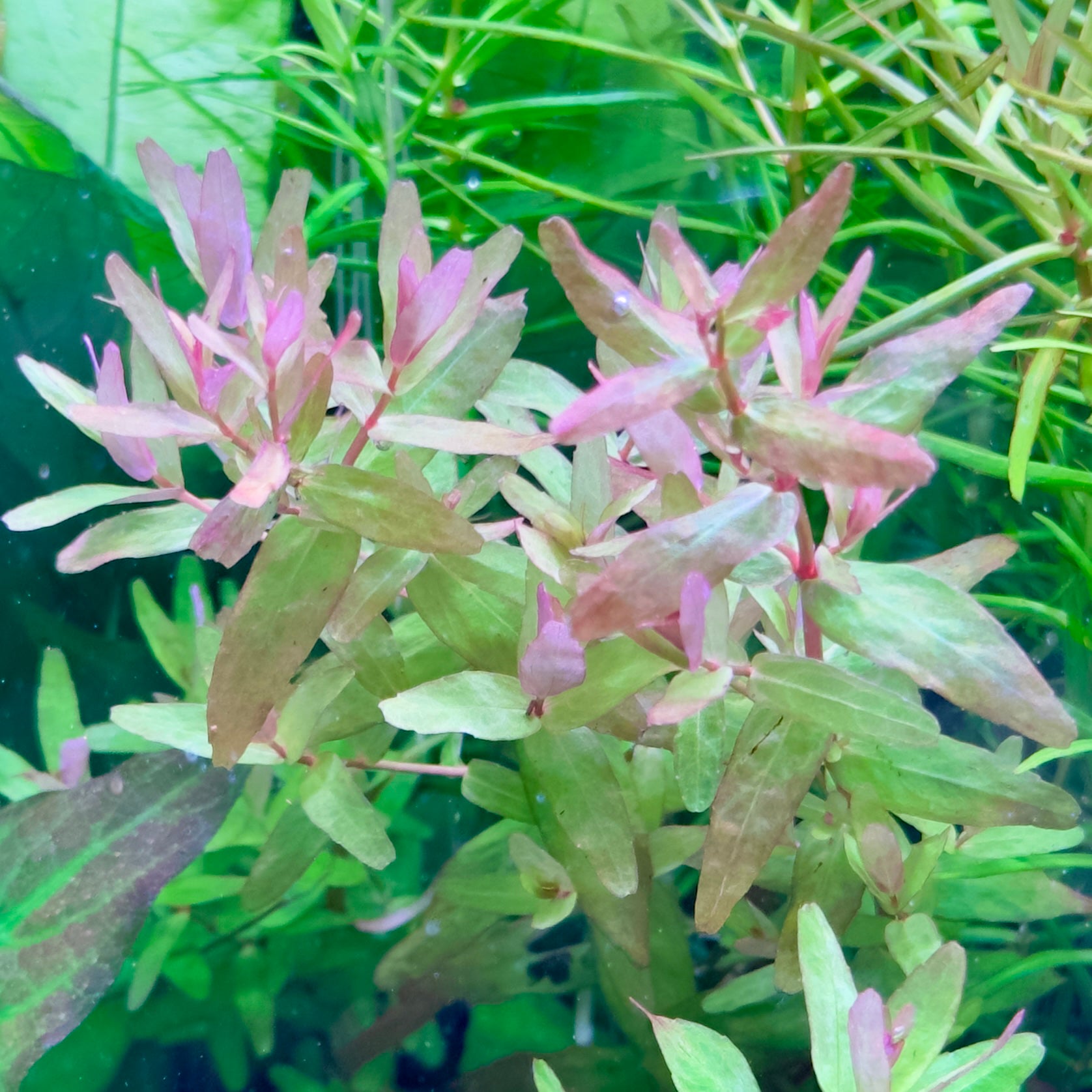 Bucephalandra sp. Pandora塊株・群生美株 Introducing fresh arrivals